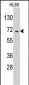 EARS2 Antibody (C-term)